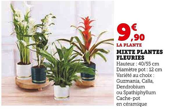 mixte plantes fleuries