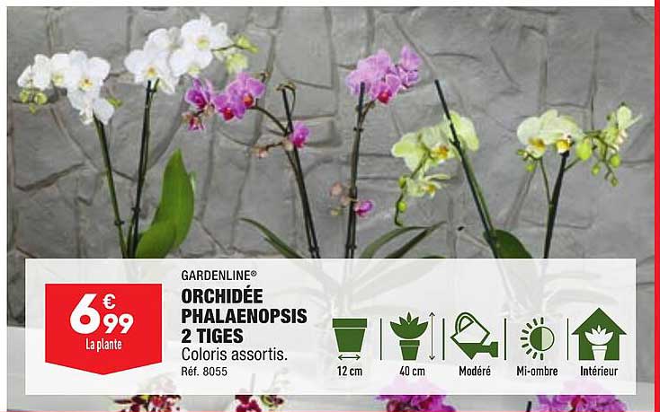 Orchidée Phalaenopsis 2 Tiges Gardenline