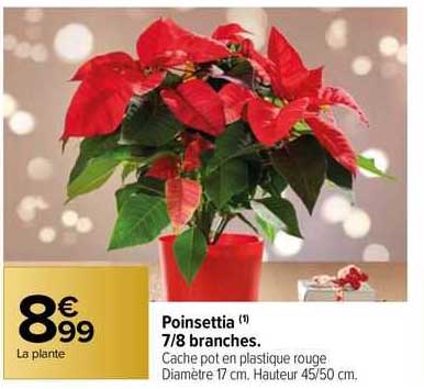 poinsettia 7/8 branches