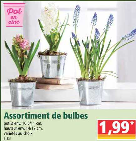 Assortiment De Bulbes