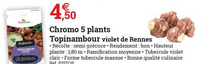 chromo 5 plants topinambour violet de rennes
