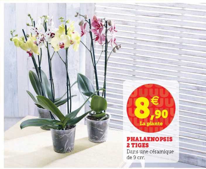 Phalaenopsis 2 Tiges
