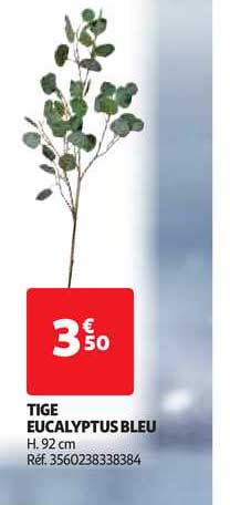 tige eucalyptus bleu