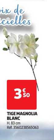 tige magnolia blanc
