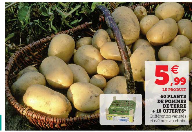 60 plants de pomme de terre + 10 offerts