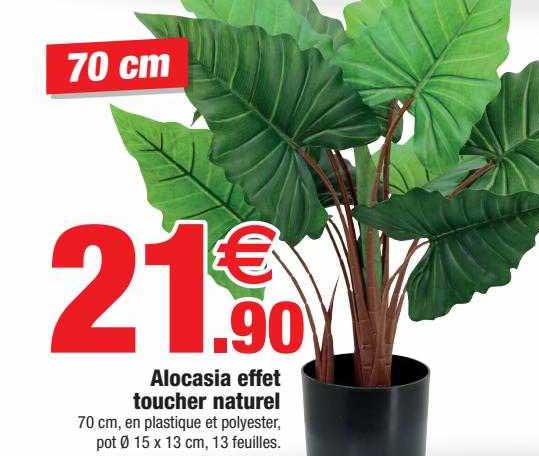 alocasia effet toucher naturel