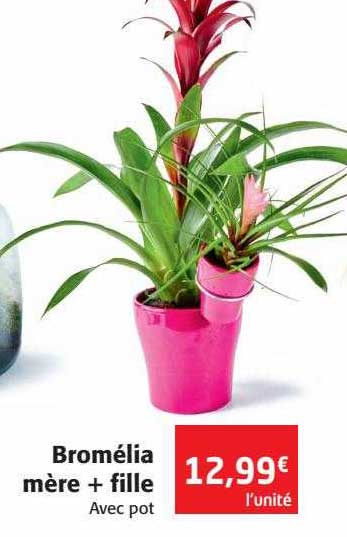 bromélia mère + fille