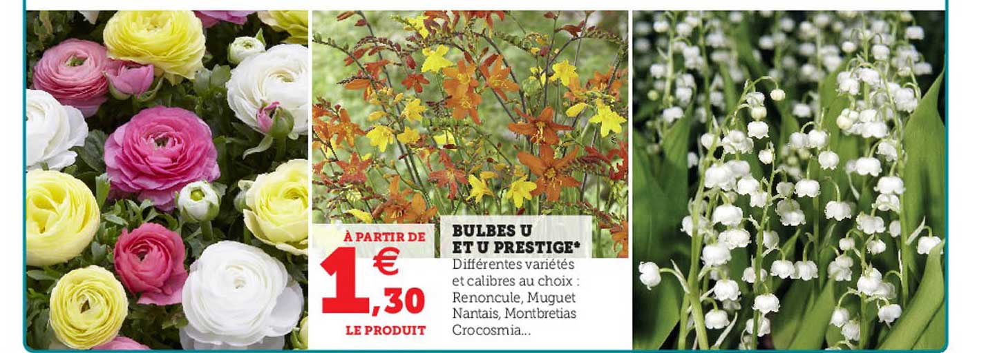 Bulbes U Et U Prestige