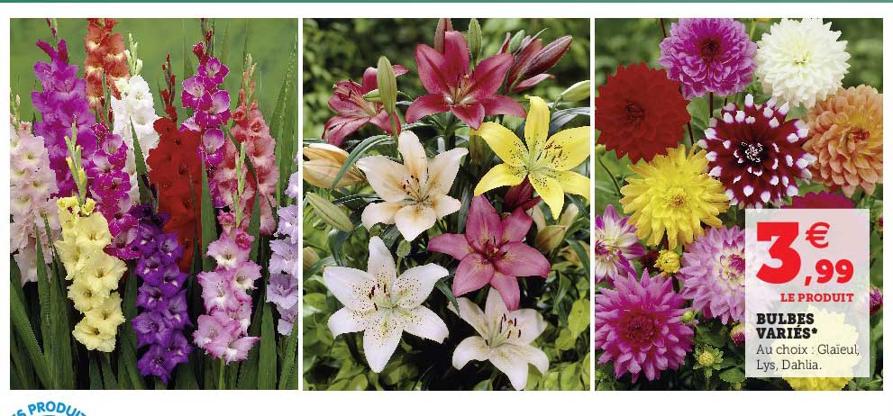 bulbes variés