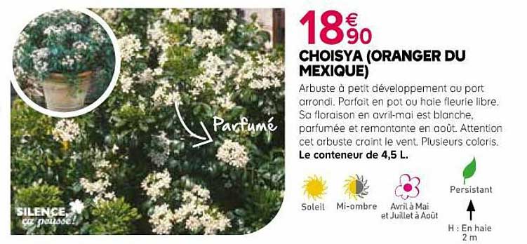 choisya oranger du mexique