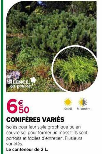 conifères variès