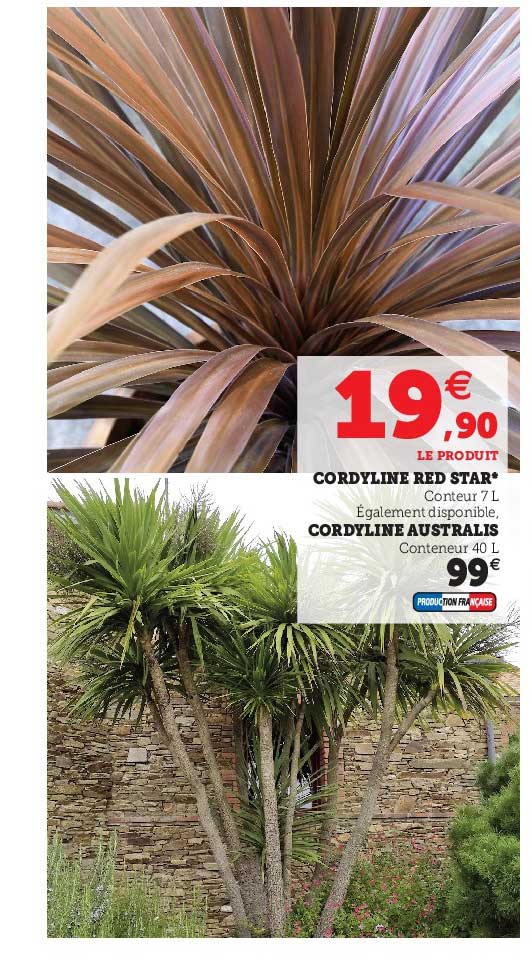 cordyline red star, cordyline australis