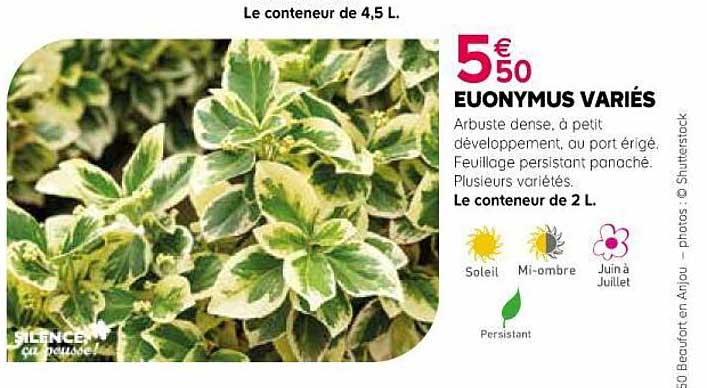 euonymus variés