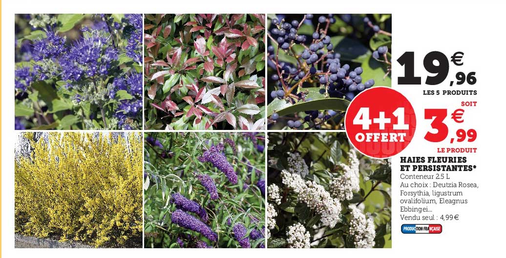 Haies Fleuries Et Persistantes