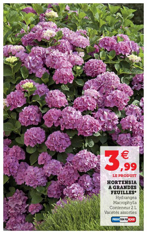 hortensia à grandes feuilles