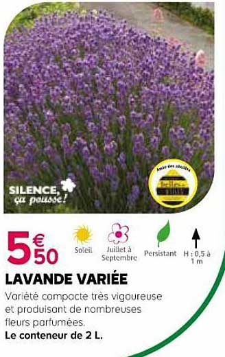 lavande variée