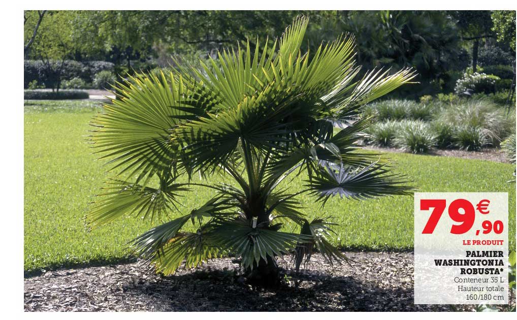 palmier washingtonia robusta
