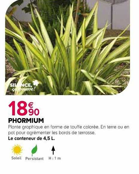 phormium