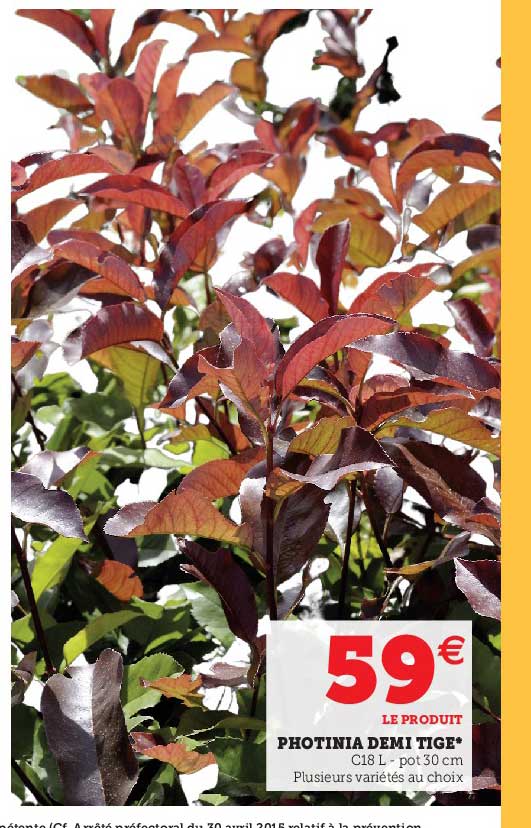 photinia demi tige