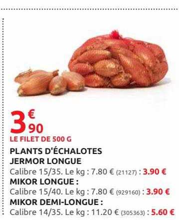 plants d'échalotes jermor longue, mikor longue, mikor demi-longue