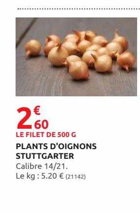 plants d'oignons stuttgarter