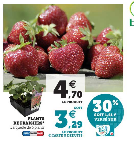 plants de fraisiers