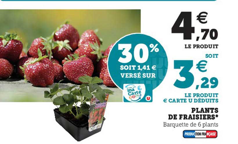 plants de fraisiers