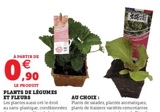 plants de légumes et fleurs