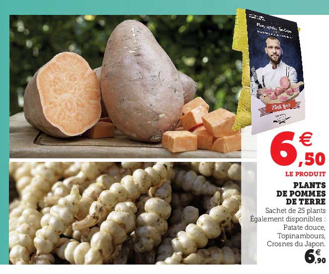 plants de pommes de terre