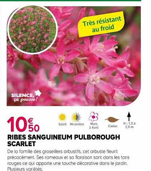 Ribes Sanguineum Pulborough Scarlet