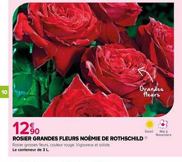 rosier grandes fleurs noémie de rothschild