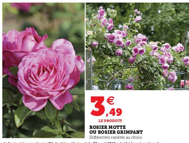 rosier motte ou rosier grimpant