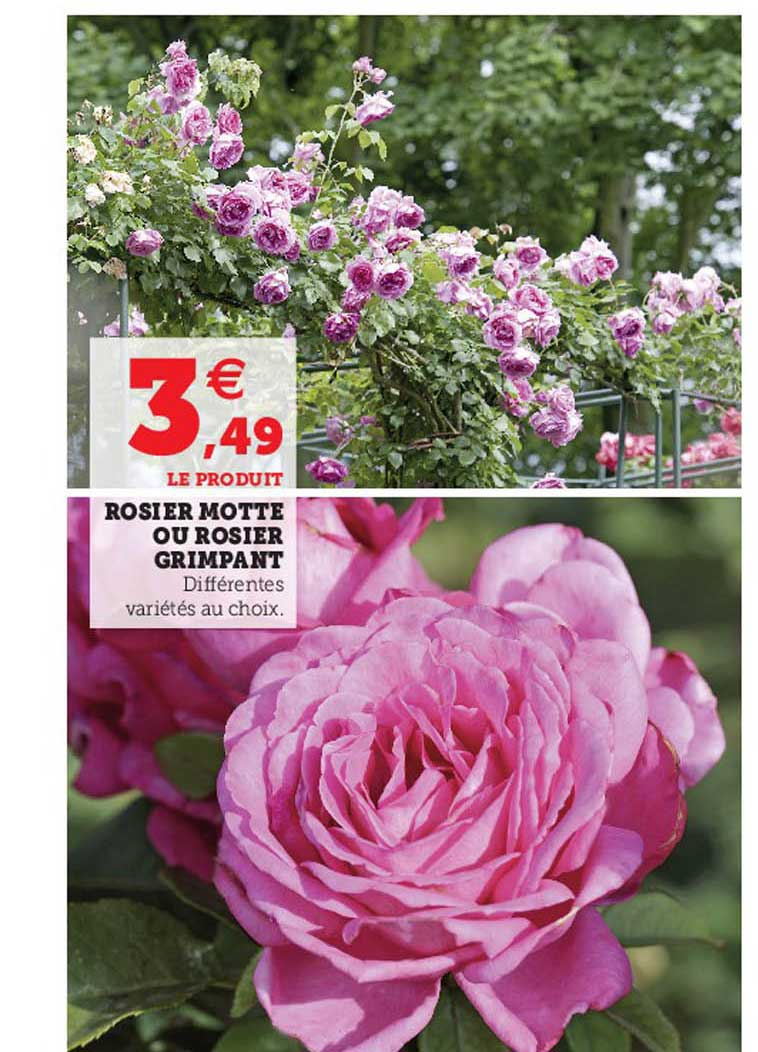 rosier motte ou rosier grimpant
