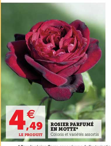 rosier parfumé en motte