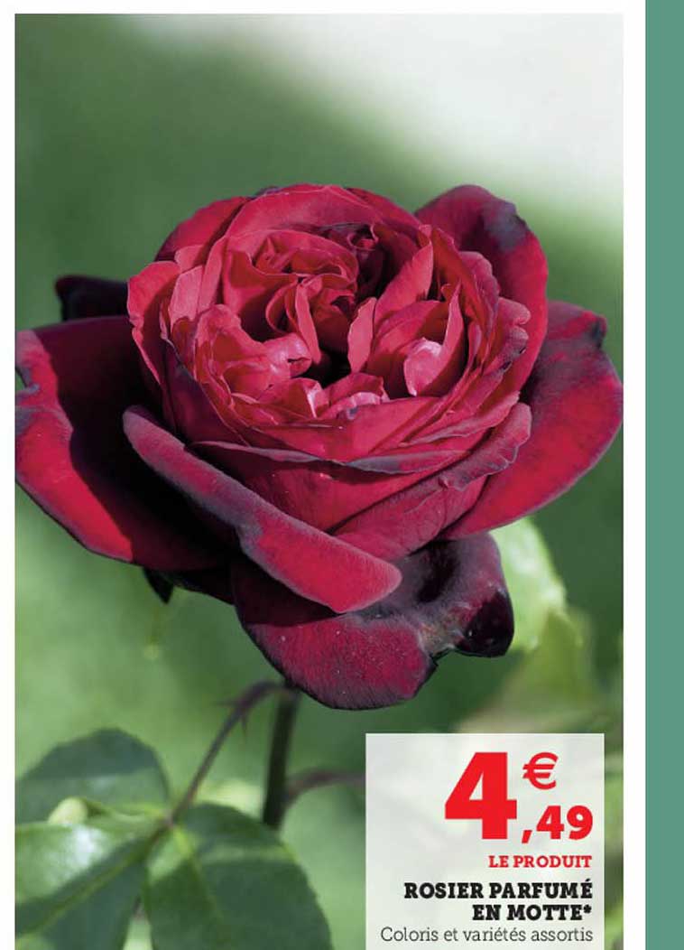 Rosier Parfumé En Motte