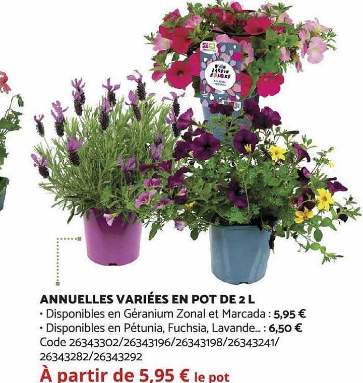 annuelles variées en pot de 2 l