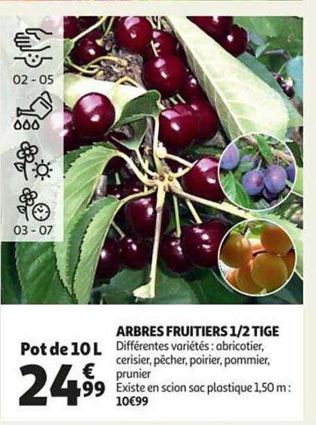 arbres fruitiers 1-2 tige