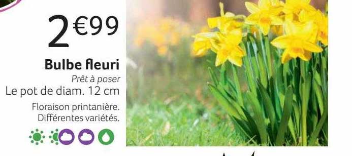 bulbe fleuri