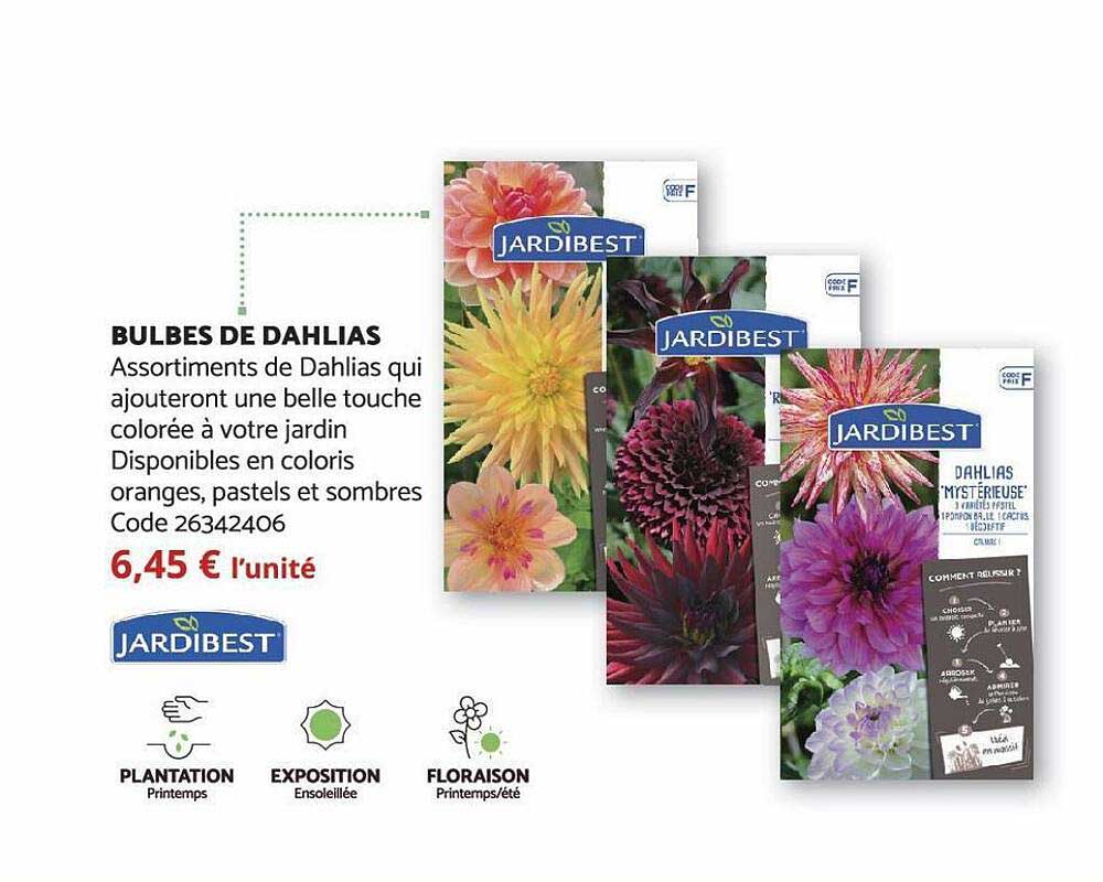 bulbes de dahlias jardibest