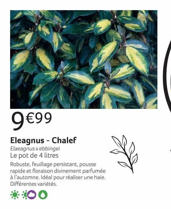 Eleagnus - Chalef