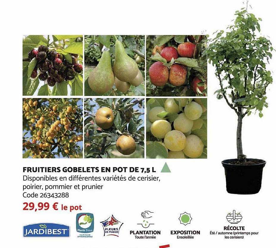 fruitiers gobelets en pot de 7,5 l jardibest
