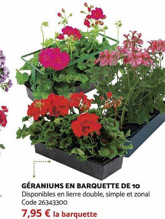 géraniums en barquette de 10