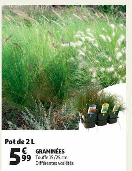 graminées