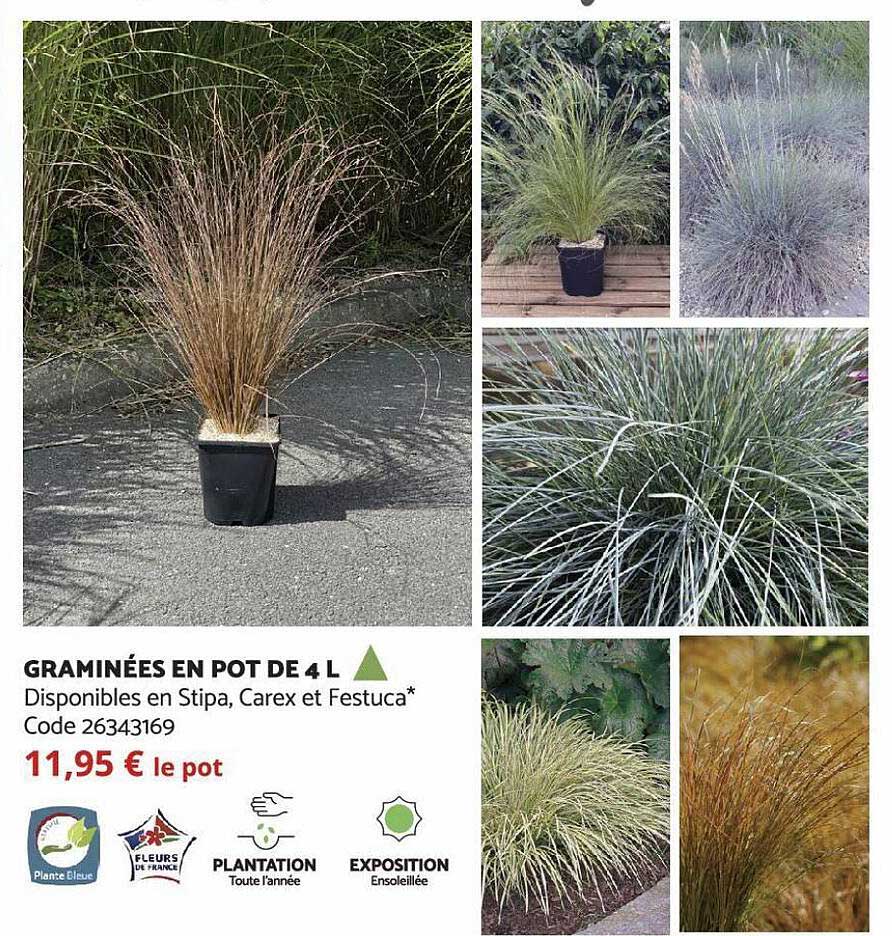 Graminées En Pot De 4 L