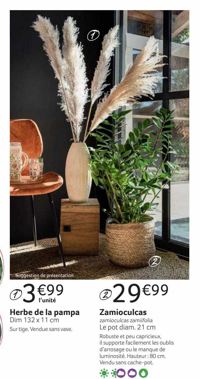 herbe de la pampa zamioculcas