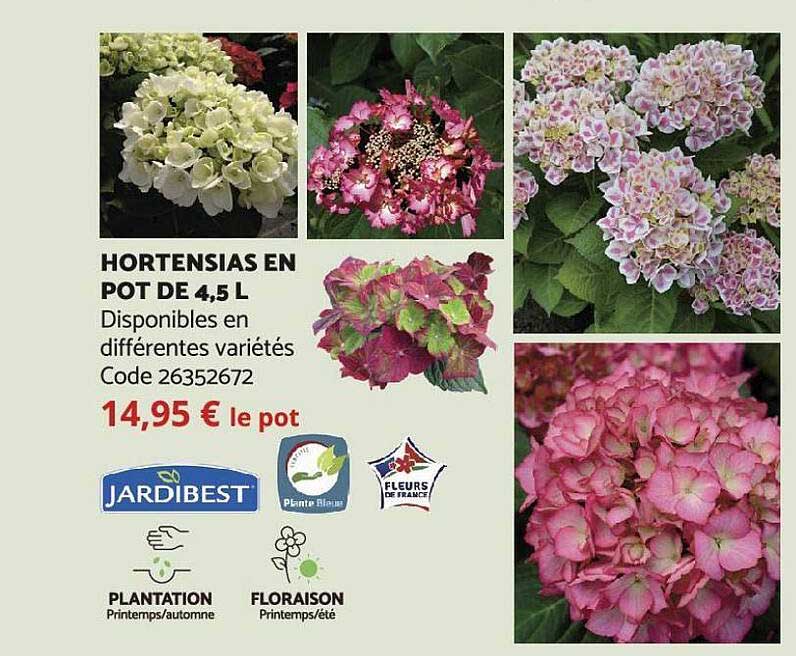 hortensias en pot de 4,5 l jardibest