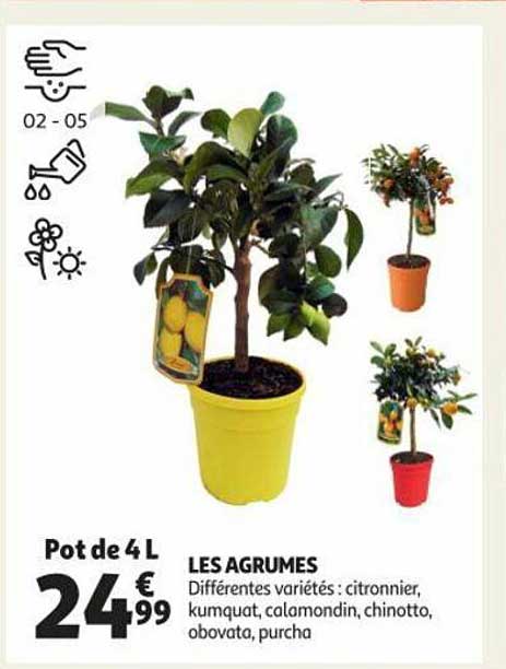 Les Agrumes