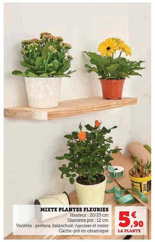 mixte plantes fleuries