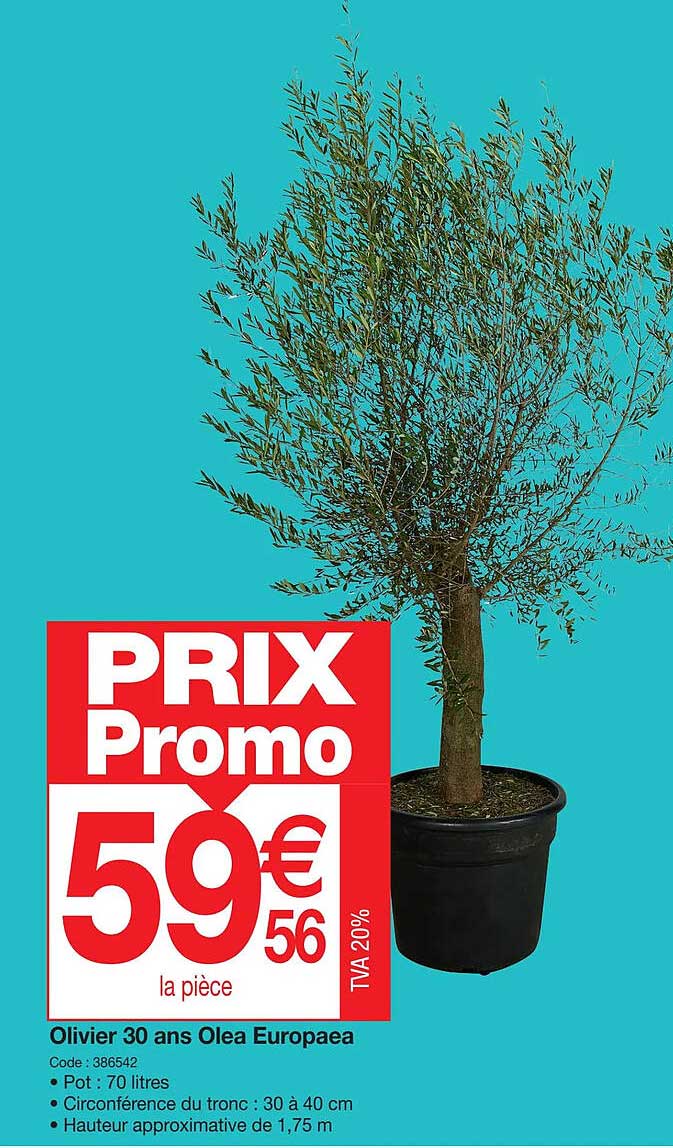 olivier 30 ans olea europaea