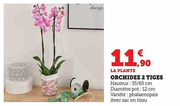 Orchidée 2 Tiges